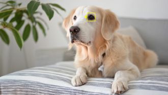 Nikon animal detection af dog